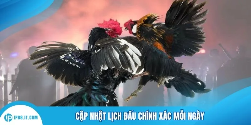 Cập nhật lịch đấu chính xác mỗi ngày