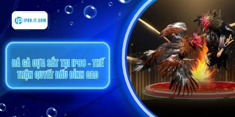 Đá Gà Cựa Sắt Tại IP88 - Thế Trận Quyết Đấu Đỉnh Cao