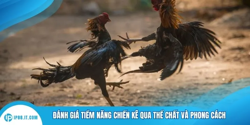 Đánh giá tiềm năng chiến kê qua thể chất và phong cách