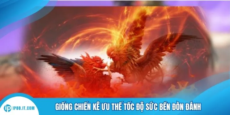 Giống chiến kê ưu thế tốc độ sức bền đòn đánh