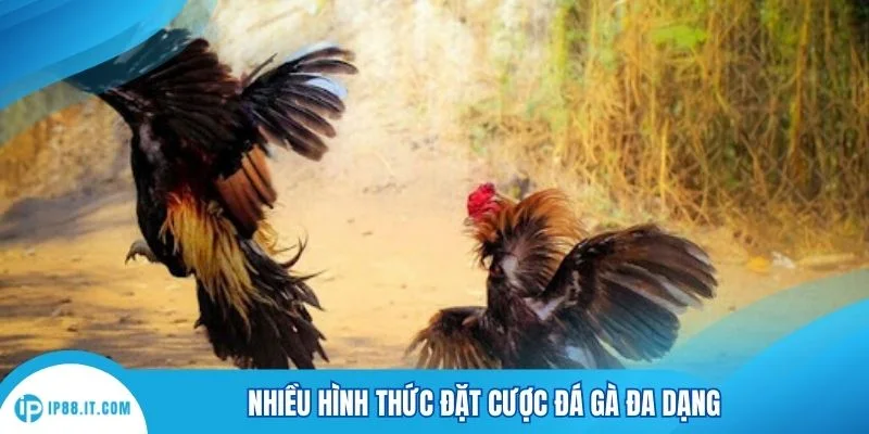 Nhiều hình thức đặt cược đá gà đa dạng
