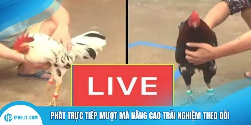 Phát trực tiếp mượt mà nâng cao trải nghiệm theo dõi