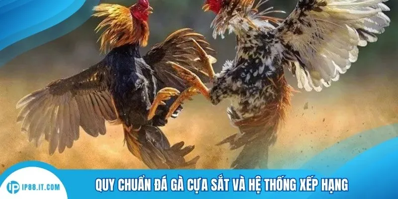 Quy chuẩn đá gà cựa sắt và hệ thống xếp hạng