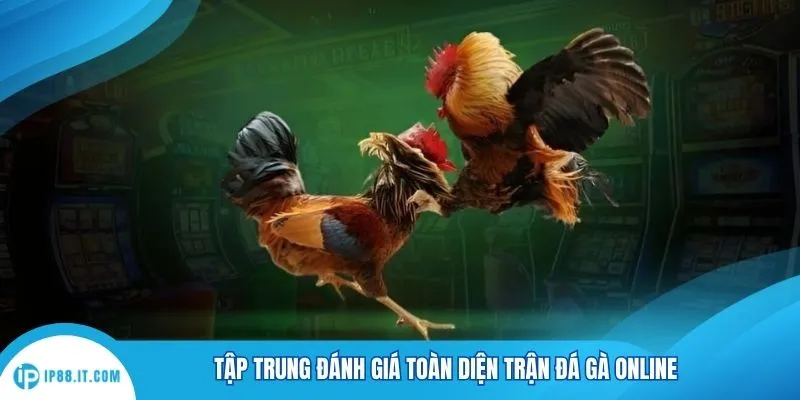 Tập trung đánh giá toàn diện trận đá gà online