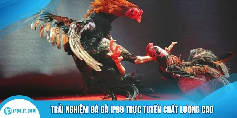 Trải nghiệm đá gà IP88 trực tuyến chất lượng cao